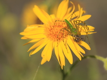 Image-rectangle_220_165