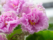 Image-rectangle_220_165