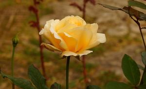 Image-preview_300x200