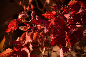 Image-preview_300x200