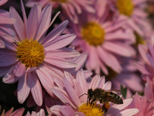 Image-rectangle_220_165