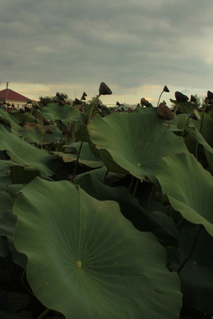 Image-preview_300x200