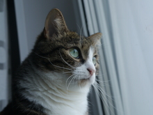 Image-rectangle_220_165