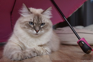 Image-preview_300x200