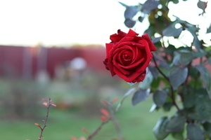 Image-preview_300x200