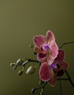 Image-preview_300x200