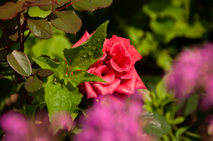 Image-preview_300x200