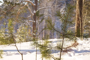 Image-preview_300x200