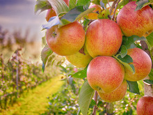 Image-rectangle_220_165