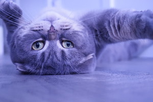 Image-preview_300x200
