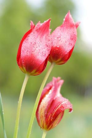 Image-preview_300x200
