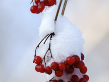 Image-rectangle_220_165