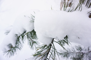 Image-preview_300x200