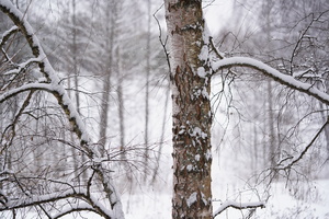 Image-preview_300x200