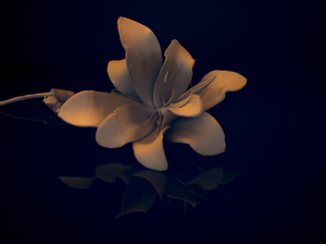 Image-preview_300x200