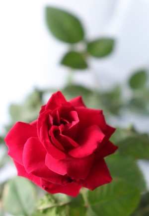 Image-preview_300x200