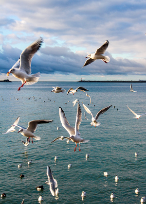 Image-preview_300x200