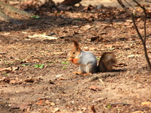 Image-rectangle_220_165