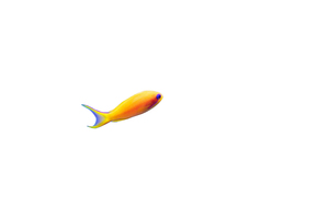 Image-preview_300x200