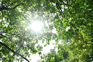 Image-preview_300x200
