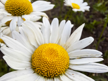 Image-rectangle_220_165