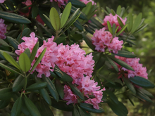 Image-rectangle_220_165