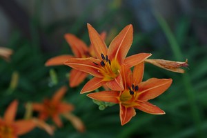 Image-preview_300x200