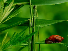 Image-rectangle_220_165