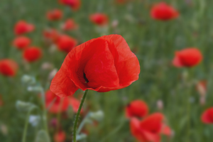 Image-preview_300x200
