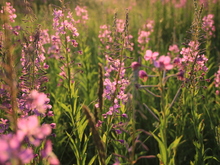 Image-rectangle_220_165