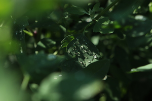 Image-preview_300x200