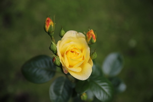 Image-preview_300x200