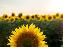 Image-rectangle_220_165