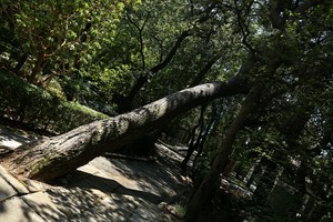 Image-preview_300x200