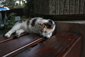 Image-preview_300x200