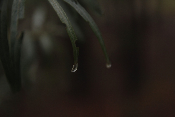 Image-normal