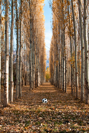 Image-preview_300x200