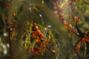 Image-preview_300x200