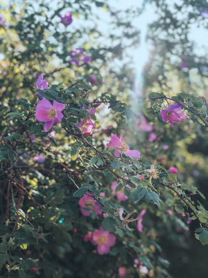 Image-preview_300x200