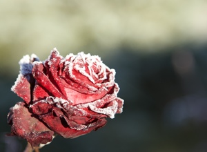 Image-preview_300x200