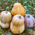 Image-square_50