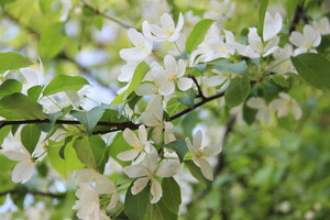 Image-preview_300x200