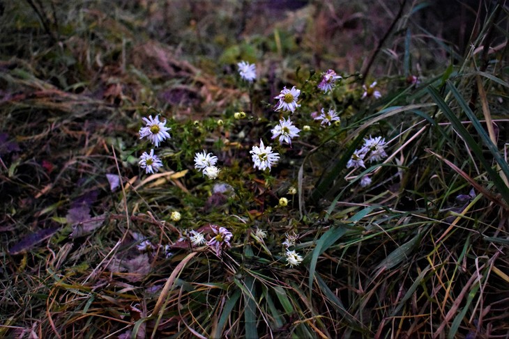 Image-normal