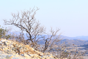 Image-preview_300x200