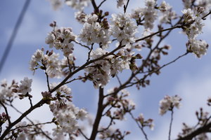 Image-preview_300x200