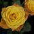 Image-square_50