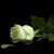 Image-square_50