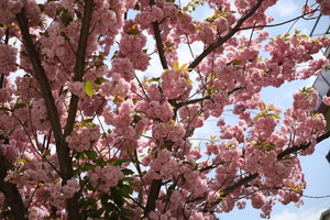 Image-preview_300x200