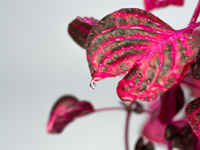 Image-rectangle_220_165
