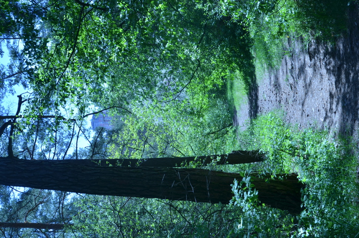 Image-normal